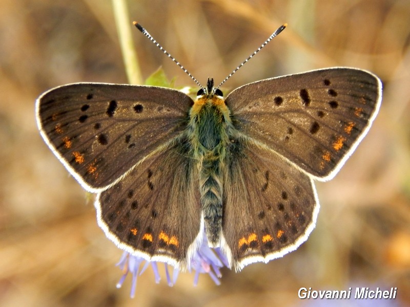 Parco del Ticino 13.6.15